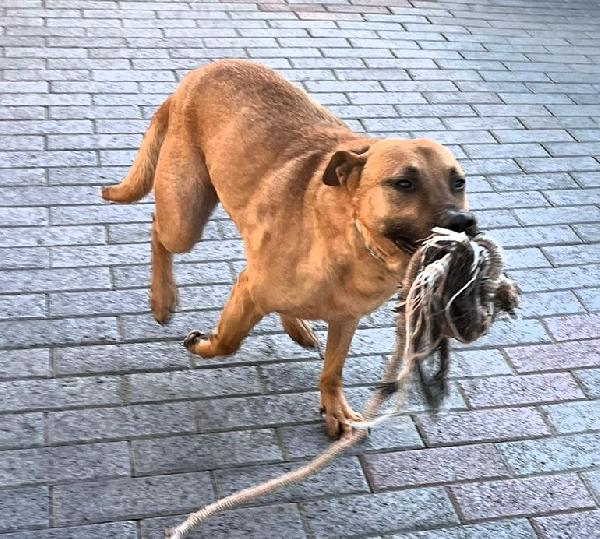 ARGO STA INVECCHIANDO IN CANILE Foto 5